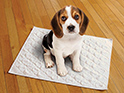 Doggie Pee Pads